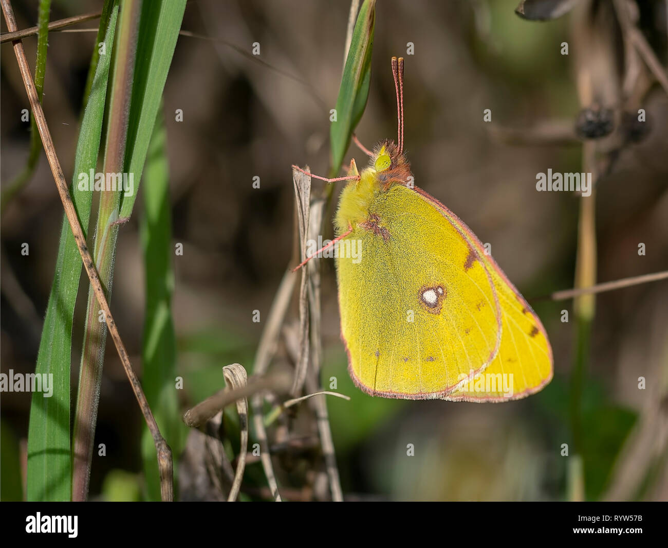 Colias croceus, Clouded yellow butterfly Stock Photo