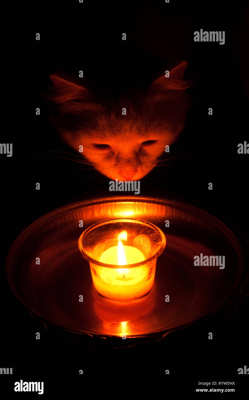 Curious kitty looking at candle Stock Photo
