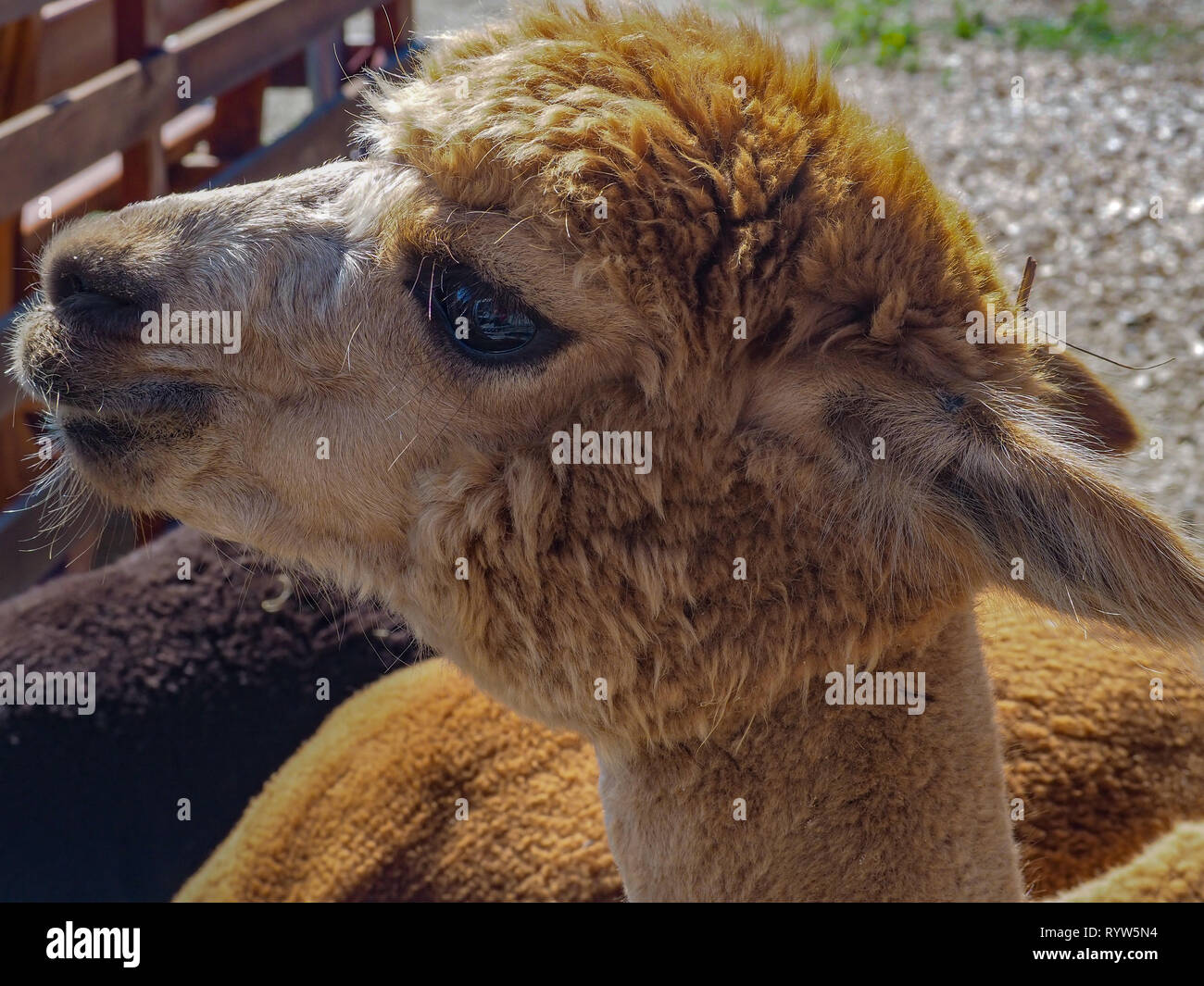 Alpaca portrait Stock Photo