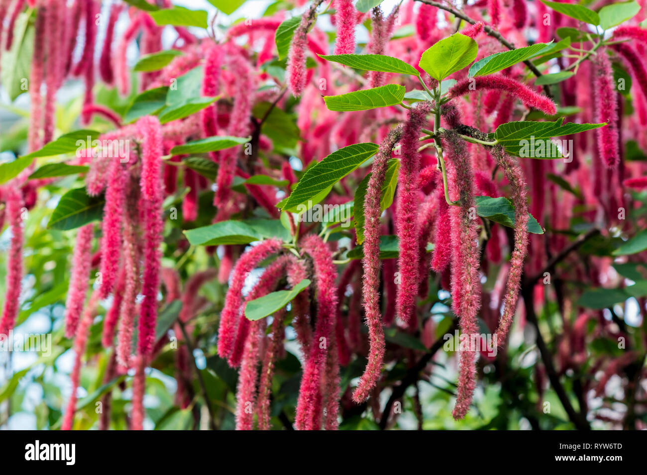 Flowering shrub Acalypha hispida grown in a greenhouse with a tropical climate. Background Stock Photo