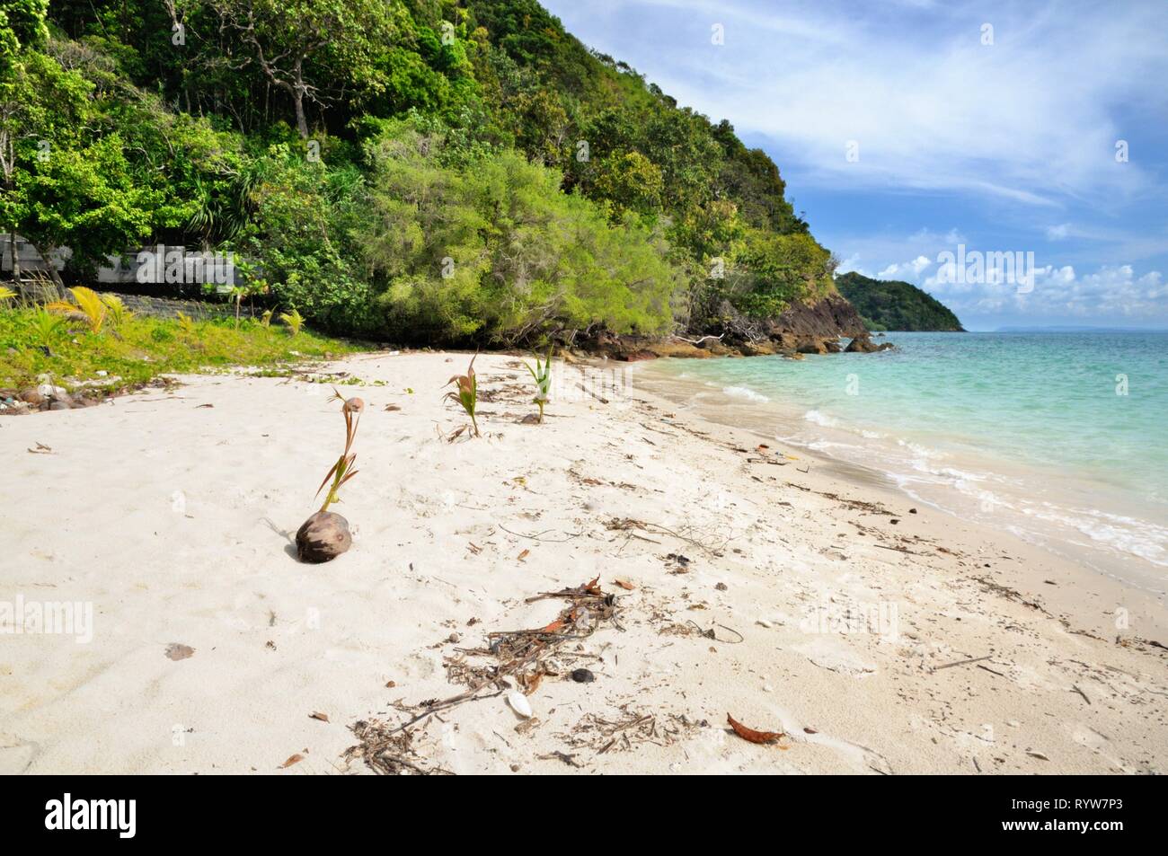 Coconut growing on the tropical sandy beach on the Koh Chang island, Thailand. Stock Photo