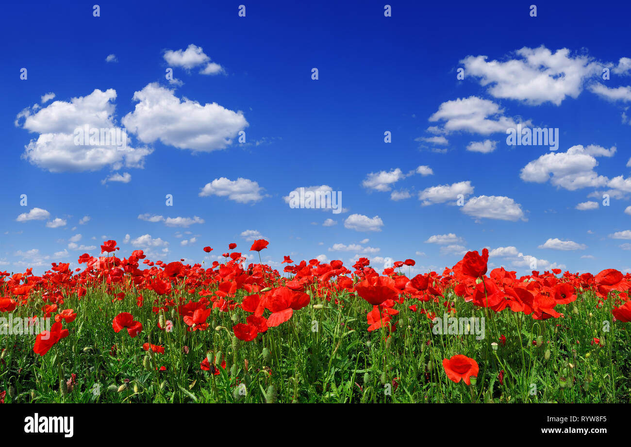 Poppies flowers blue sky clouds hi-res stock photography and images - Alamy