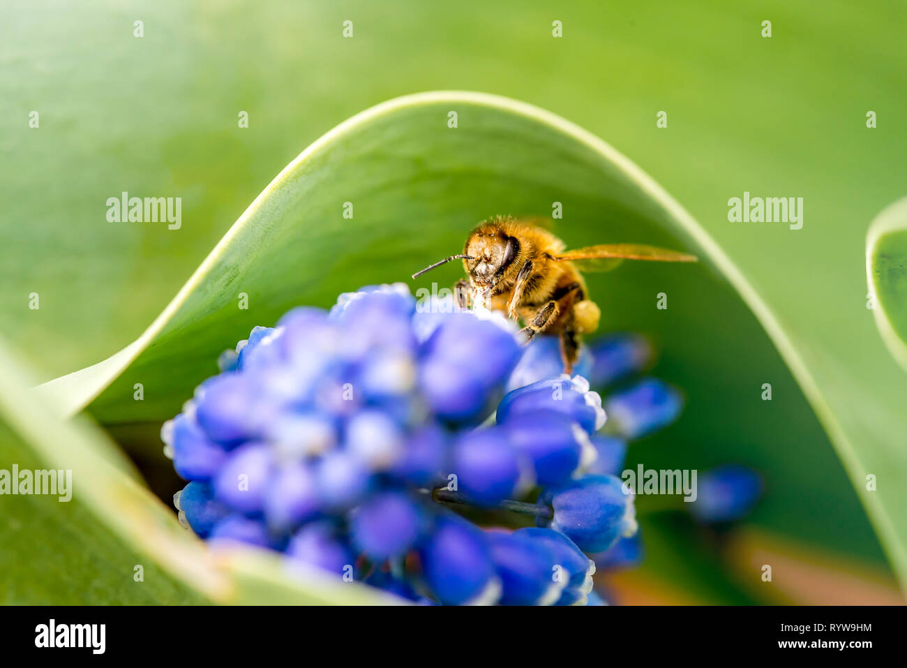 A single Bee on a purple flower collecting pollen Stock Photo