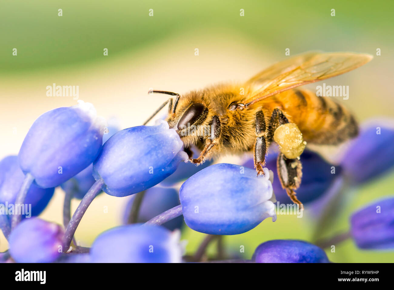A single Bee on a purple flower collecting pollen Stock Photo