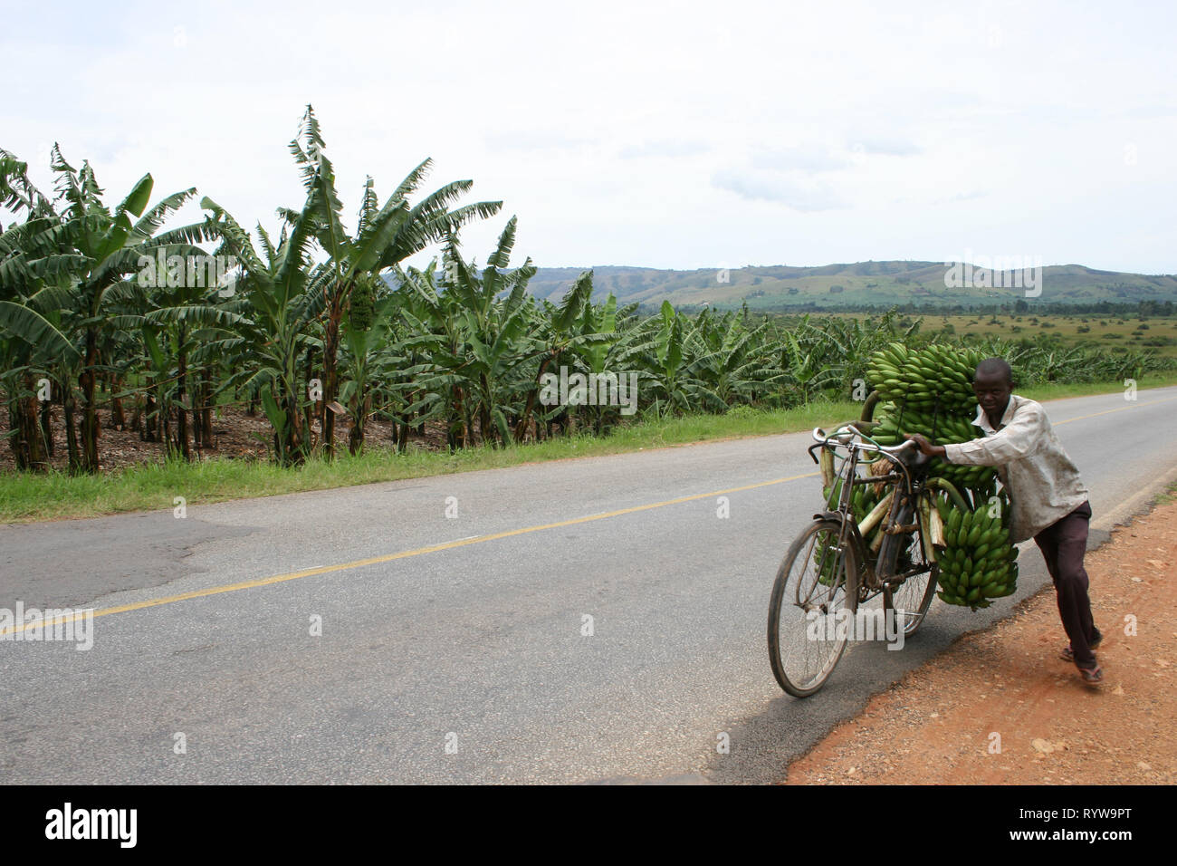 A man carrying bunches of fresh green plantains (matooke) on his bicycle  to sell at the market in Western Uganda. Stock Photo