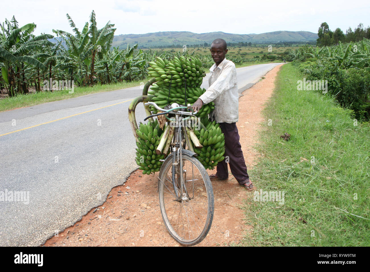 A man carrying bunches of fresh green plantains (matooke) on his bicycle  to sell at the market in Western Uganda. Stock Photo