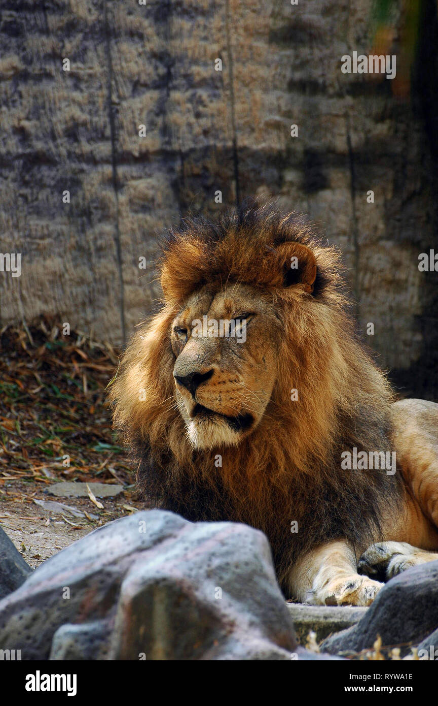 Photo Lions, African lions, Lion and lioness, Panthera leo,  species of carnivorous mammals, Stock Photo