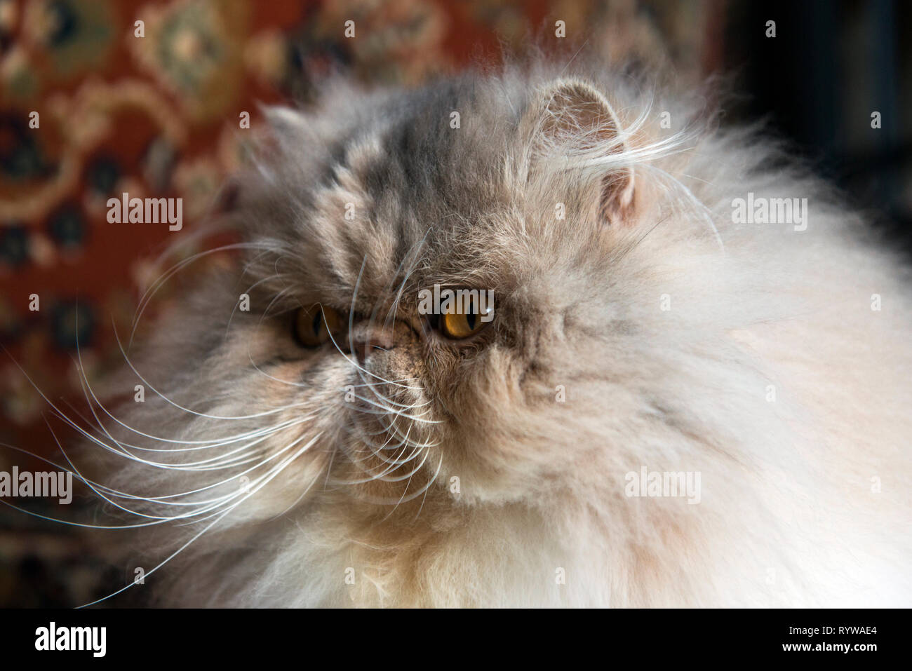 Himalayan Cat Sitting Stock Photos Himalayan Cat Sitting Stock