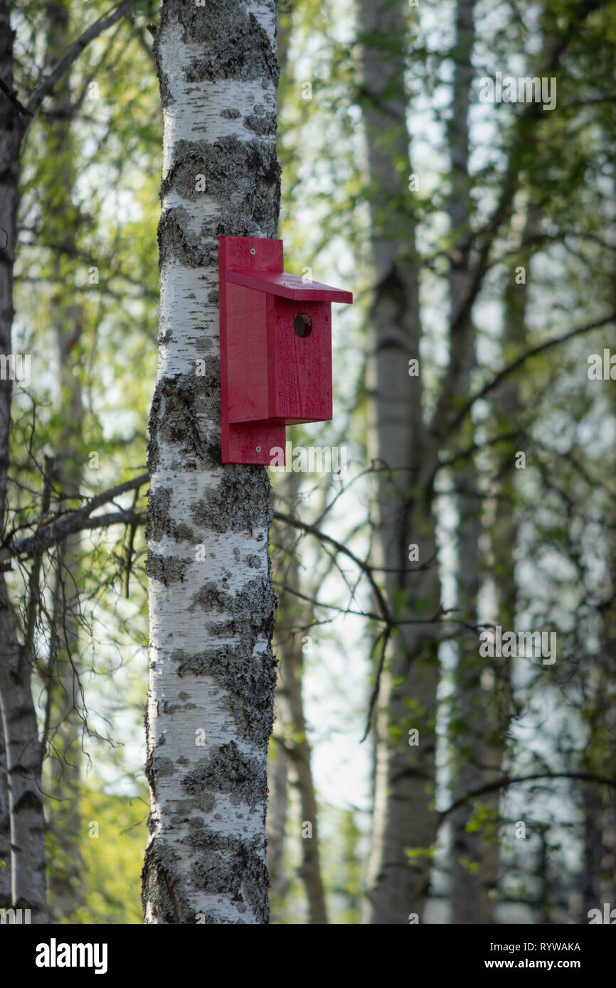 Red painted wooden birdhousing perching residence on a birch tree with door entry visible. Sweden. Stock Photo