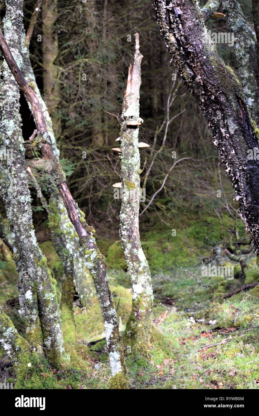 Bracket fungi (Fomitopsis Betulina) on a broken birch tree (Betula) . Stock Photo