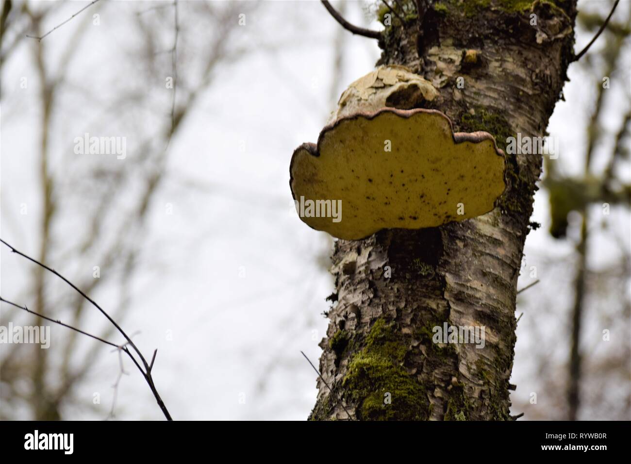 Underside view of large bracket fungi (Fomitopsis Betulina) on a  birch tree (Betula). Stock Photo