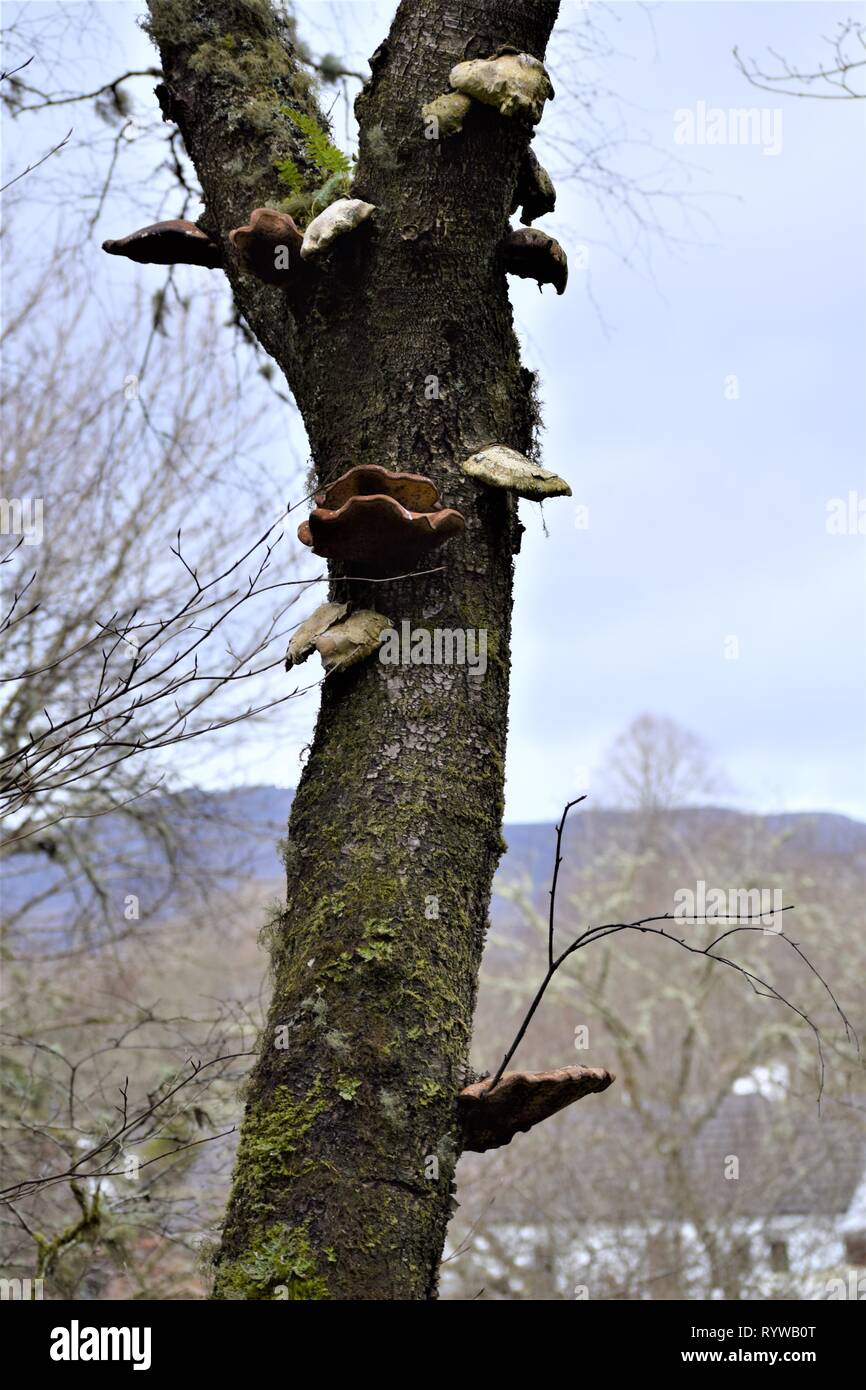 Bracket fungi (Fomitopsis Betulina) on a  birch tree (Betula). Stock Photo