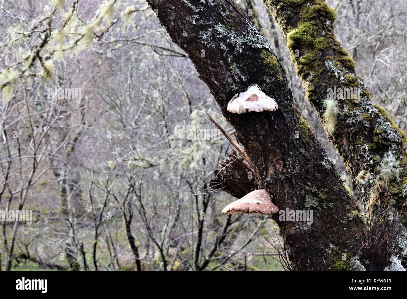 Bracket fungi (Fomitopsis Betulina) on a  birch tree (Betula). Stock Photo