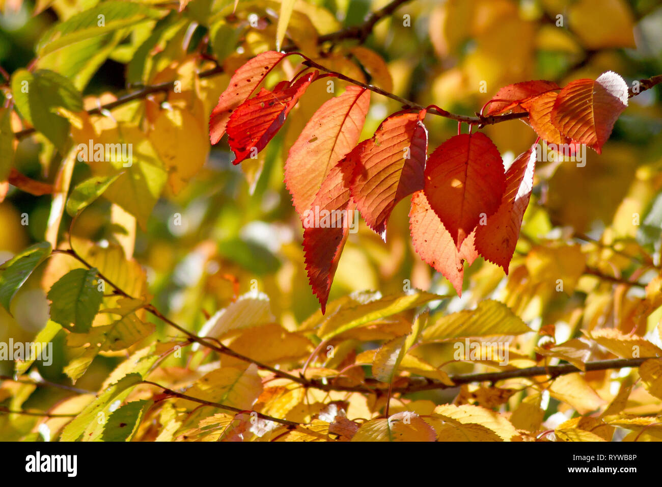 Wild Cherry (prunus avium), a back-lit shot of the leaves as they change colour in autumn. Stock Photo