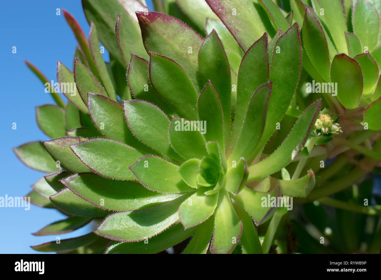 Close-up of Green Aeonium succulent with a blue sky background. Stock Photo