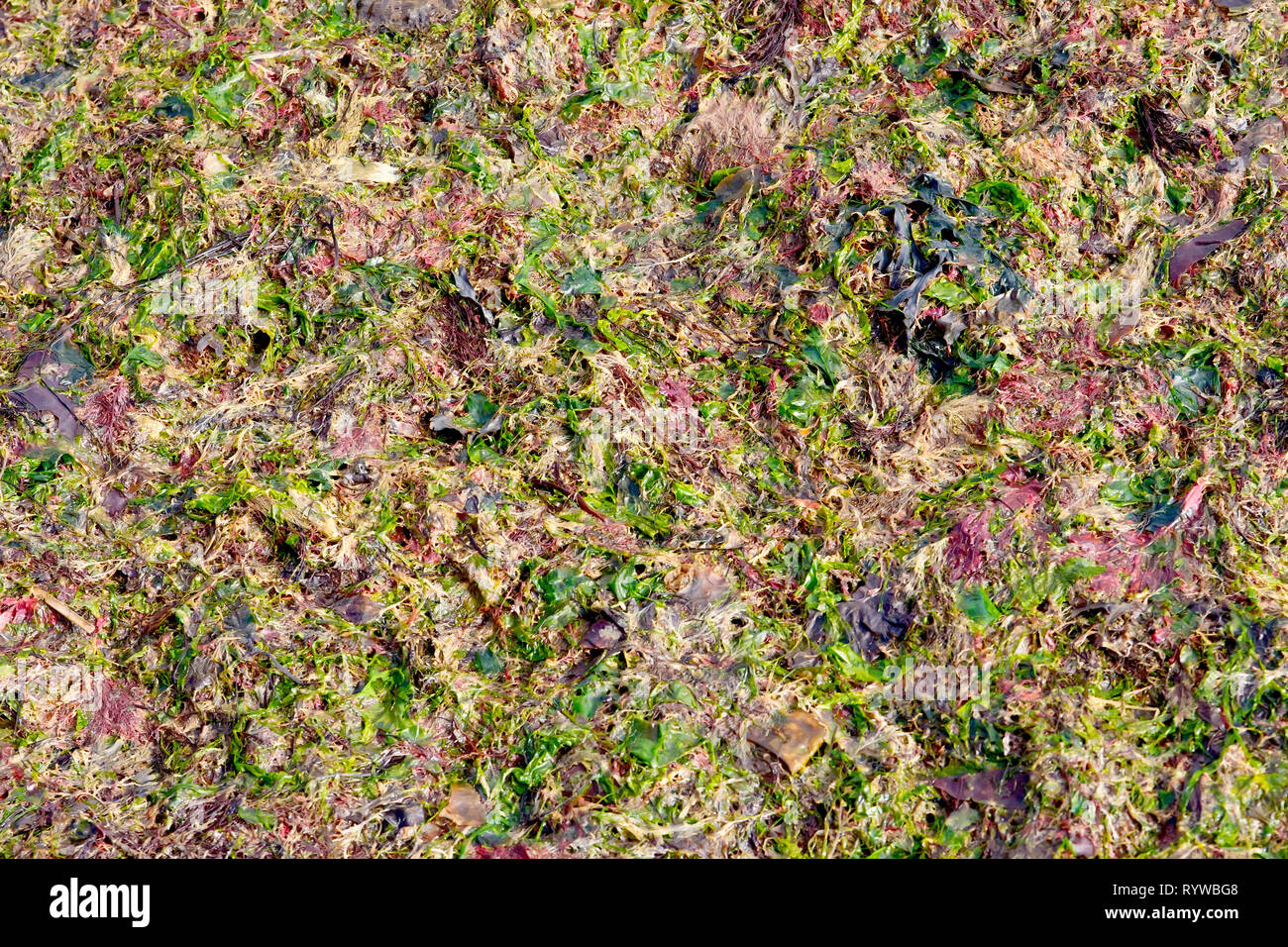 An abstract shot of various colourful seaweeds washed up on the beach after a stormy night. Stock Photo