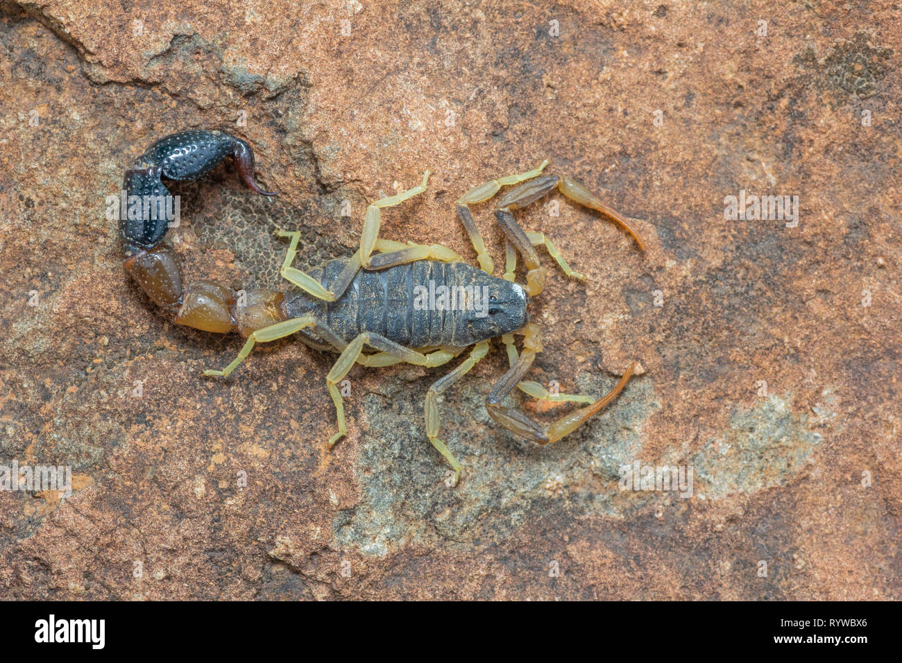 Bicolor Scorpion on a rock, Orthochirus bicolor, Saswad, Pune District, Maharashtra, India Stock Photo