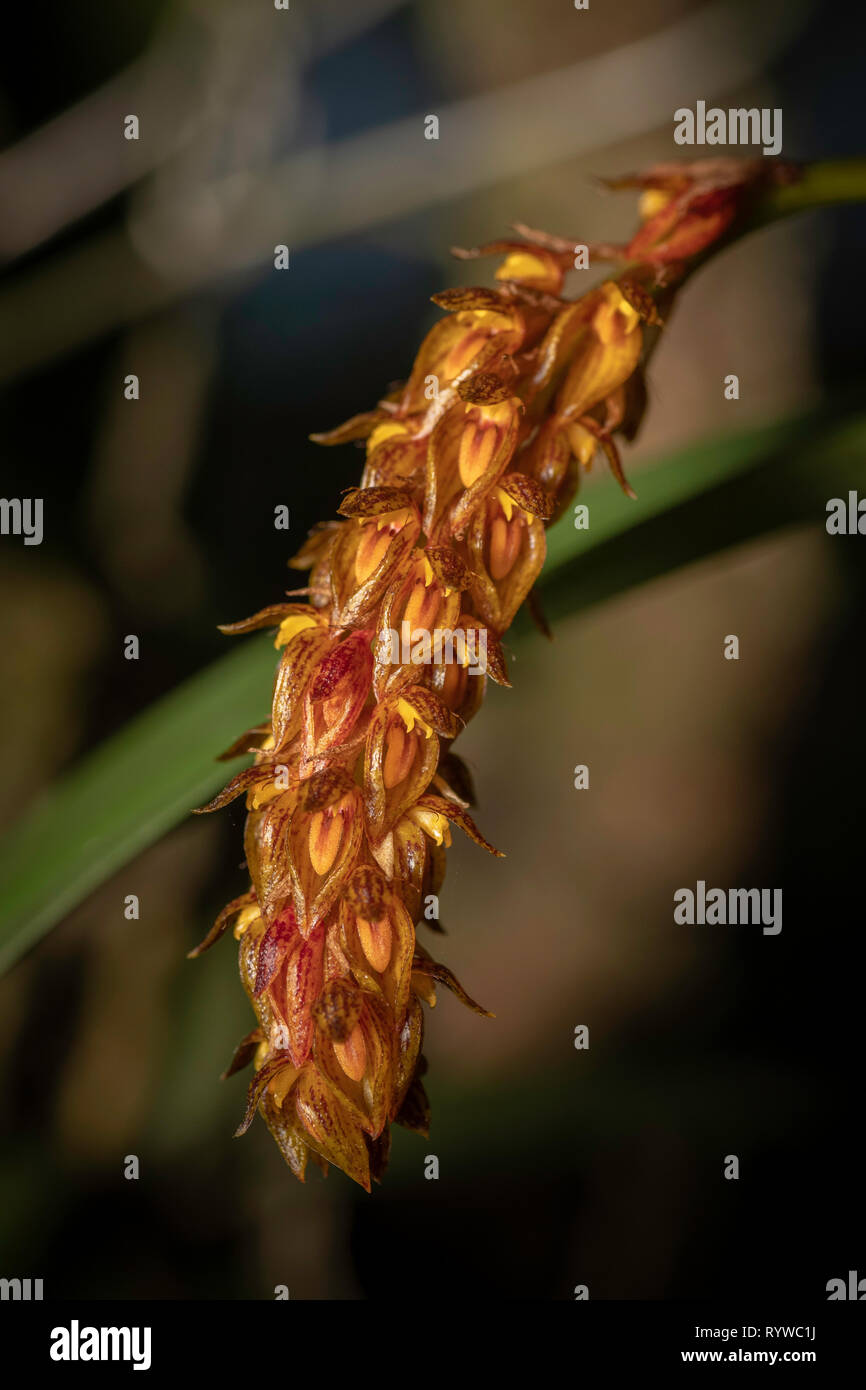 Bulbophyllum careyanum orchid,Durgapur village, Assam, India Stock Photo