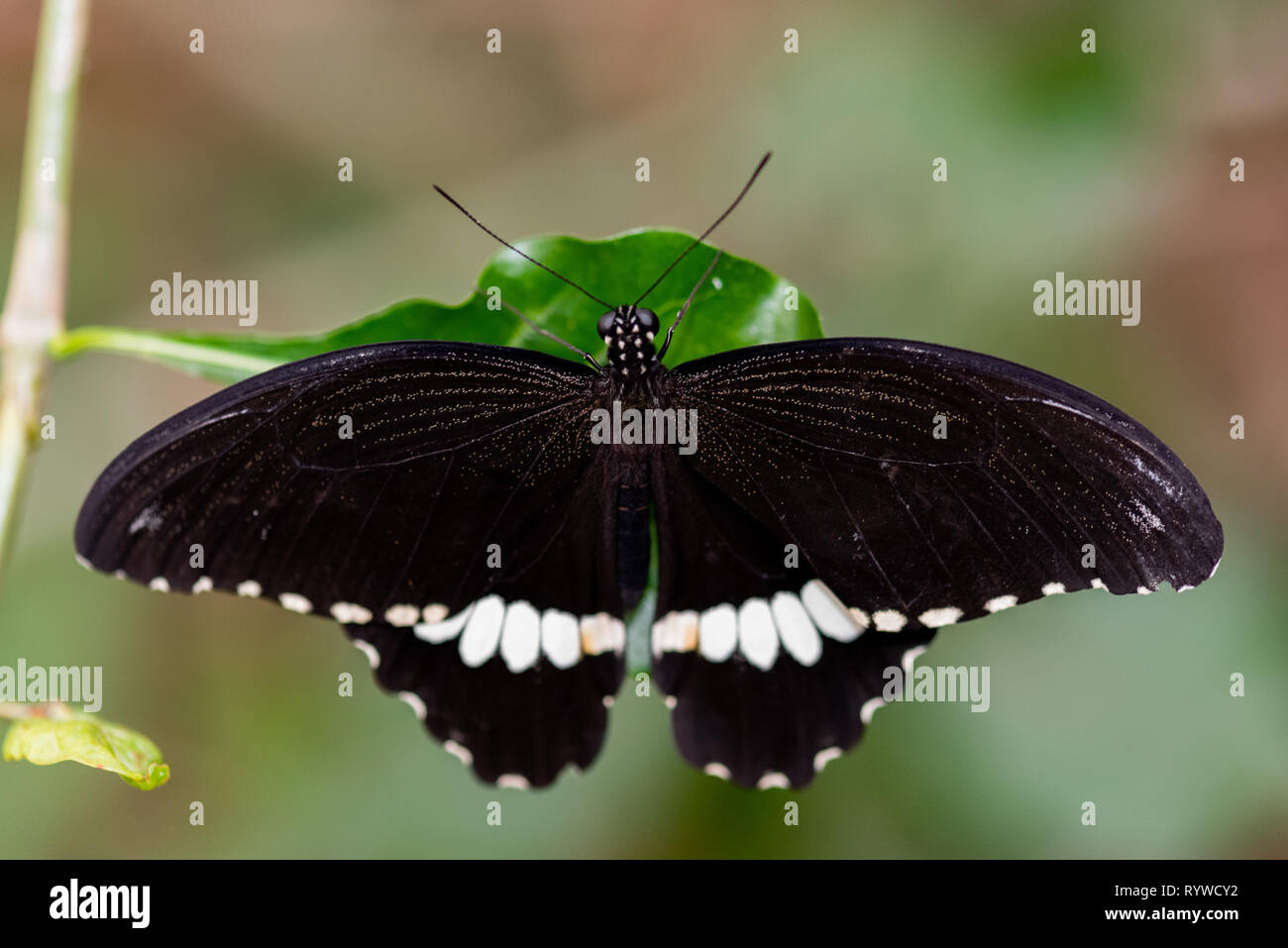 Tropical Butterfly South Africa Stock Photos & Tropical Butterfly South