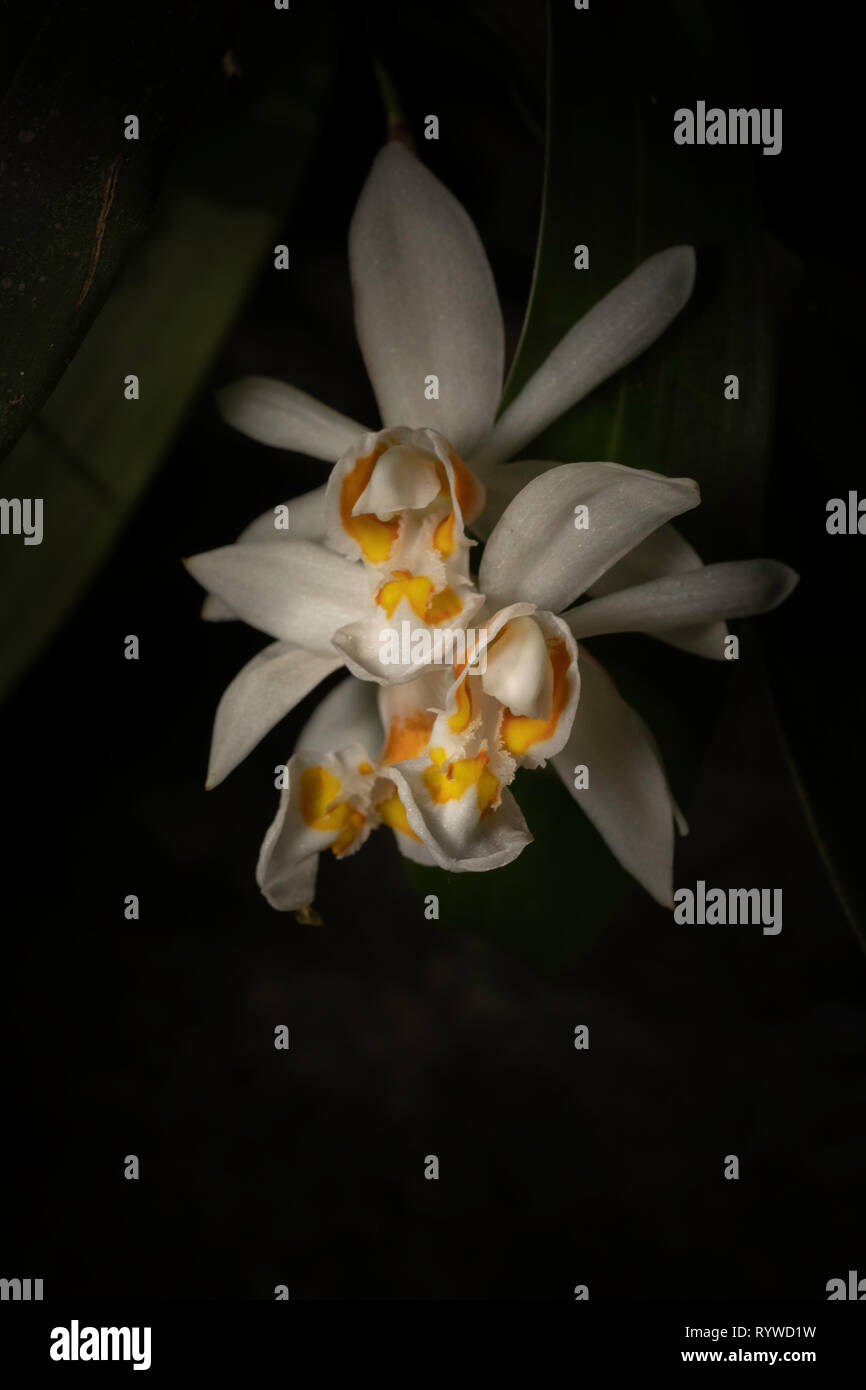 Coelogyne nitida Orchid, Durgapur village, Assam, India Stock Photo