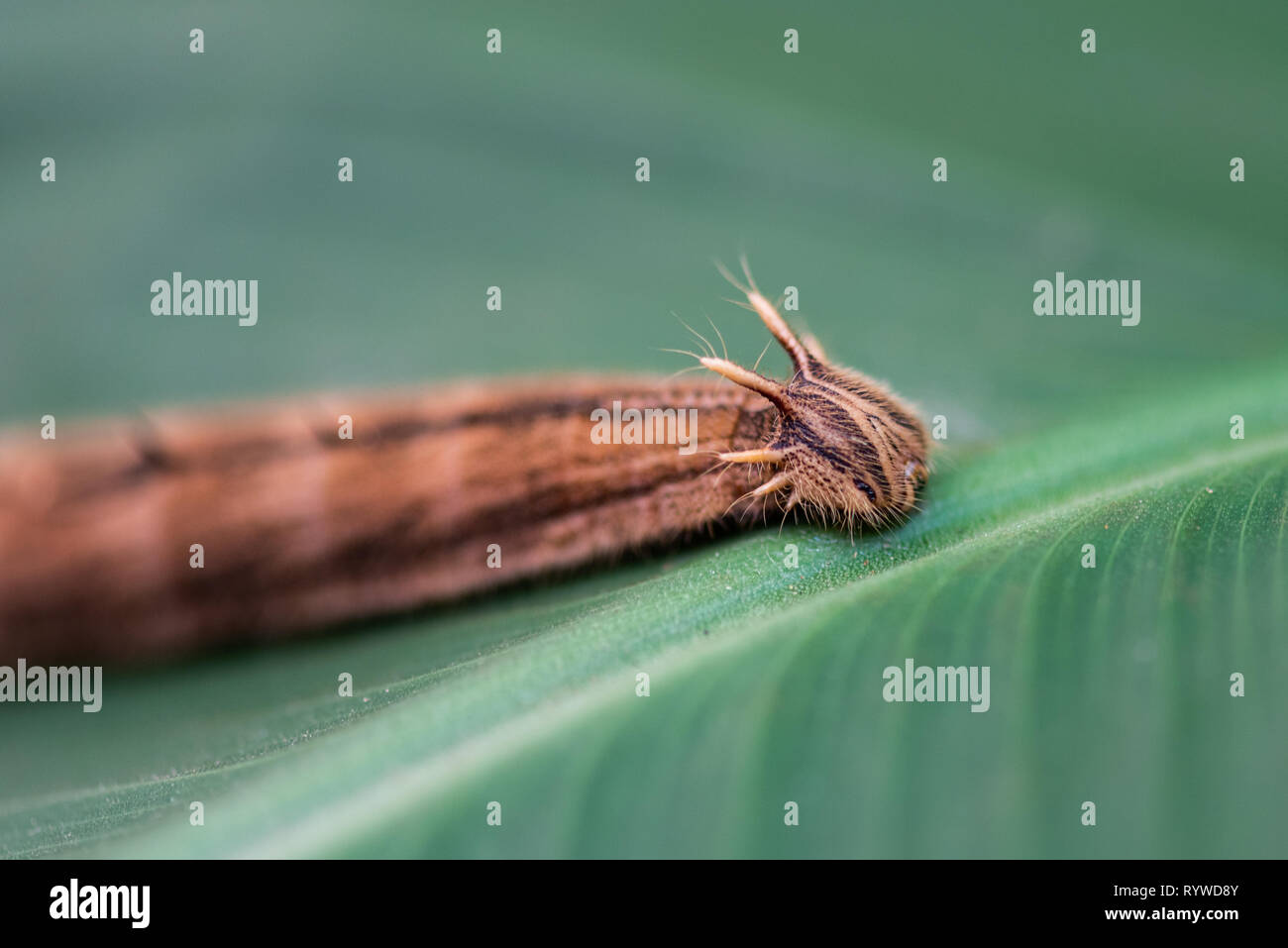 Closeup of the caterpillar of the owl butterfly. Stock Photo
