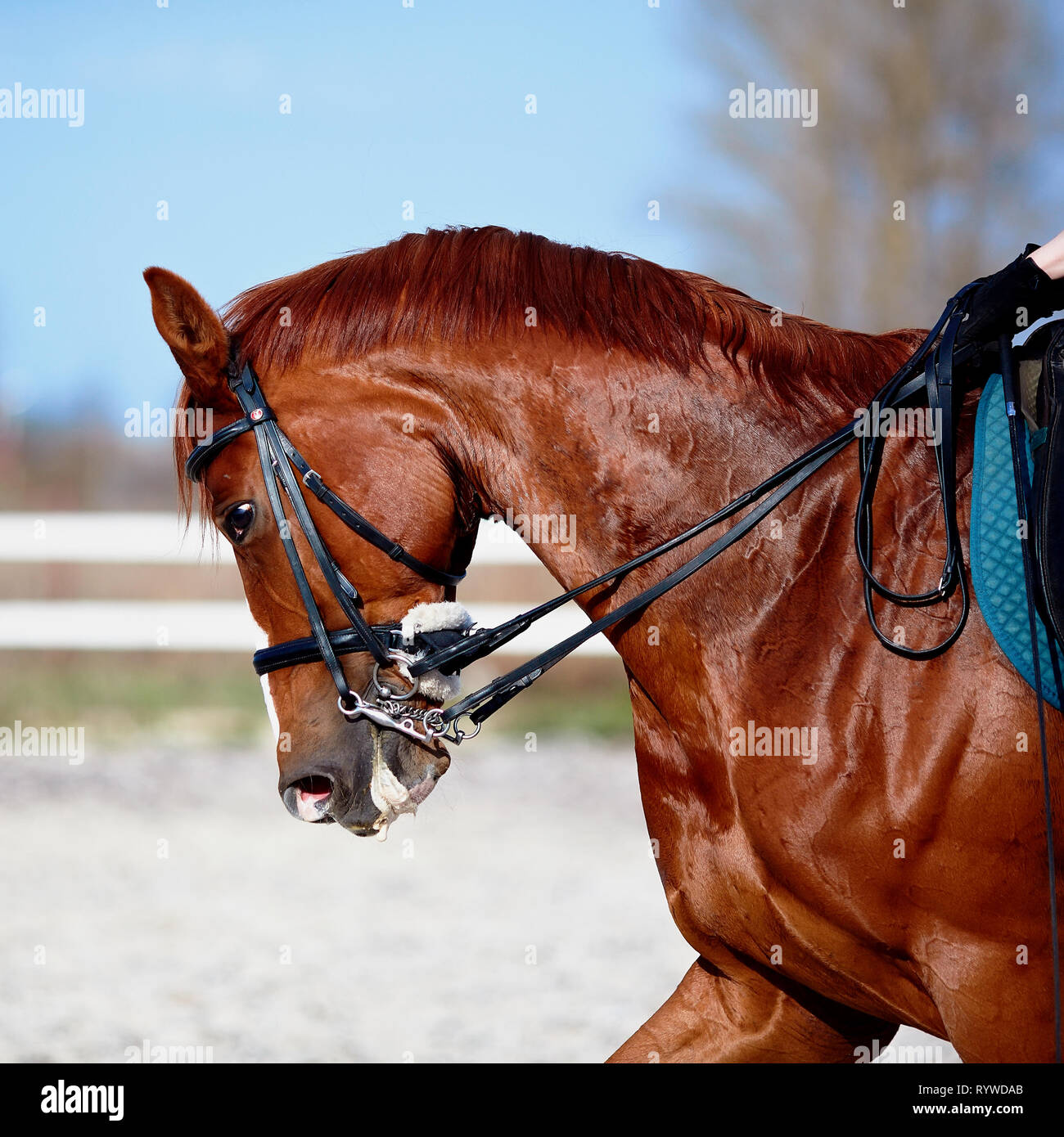 Brown Stallion. Portrait Of A Sports Red Horse. Riding On A Horse 