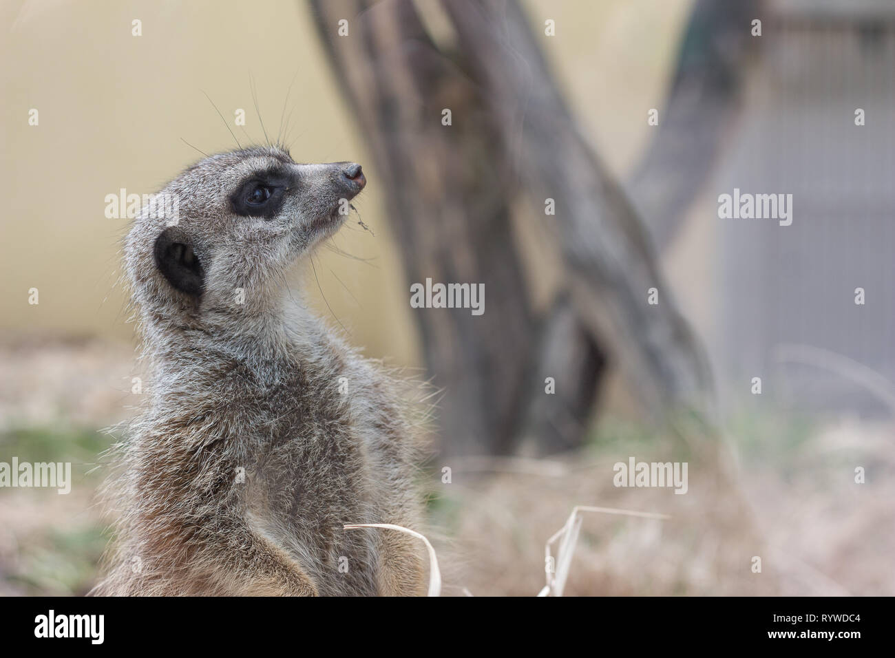meerkat animal small carnivore Stock Photo Alamy