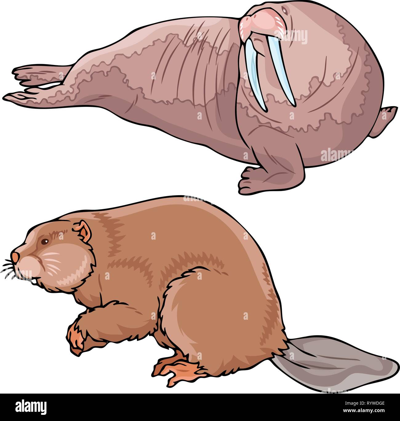 The illustration shows a walrus and beaver. Illustration done in on separate layers, isolated on white background. Stock Vector
