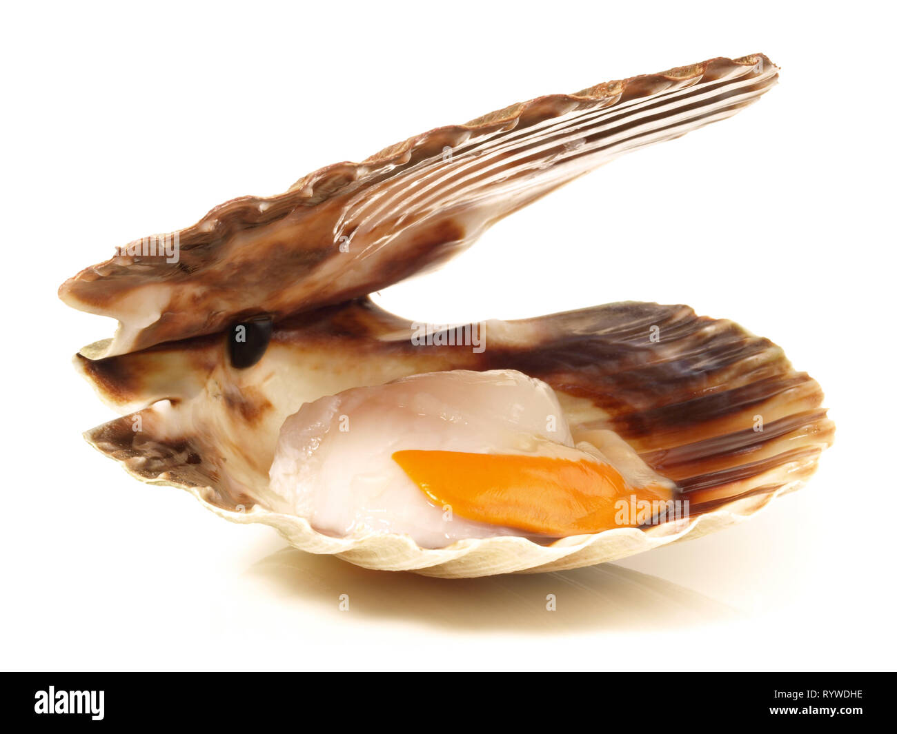 Scallops in the Shell on white Background Stock Photo Alamy