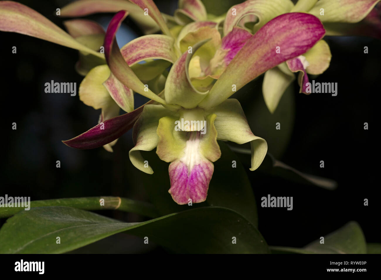 Dendrobium hybrid orchid,Durgapur village, Assam, India Stock Photo