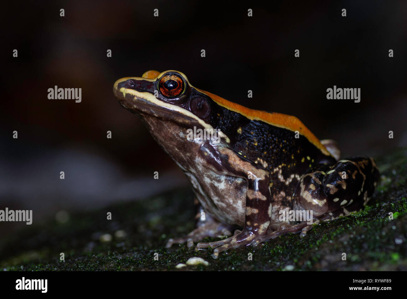 Fungoid Frog, Hylarana malabarica, Mulshi, Pune District, Maharashtra, India Stock Photo