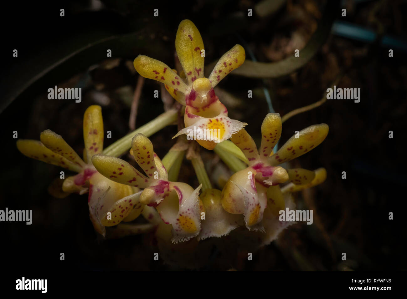 Gastrochilus desypogon Orchid, Durgapur village, Assam, India Stock Photo