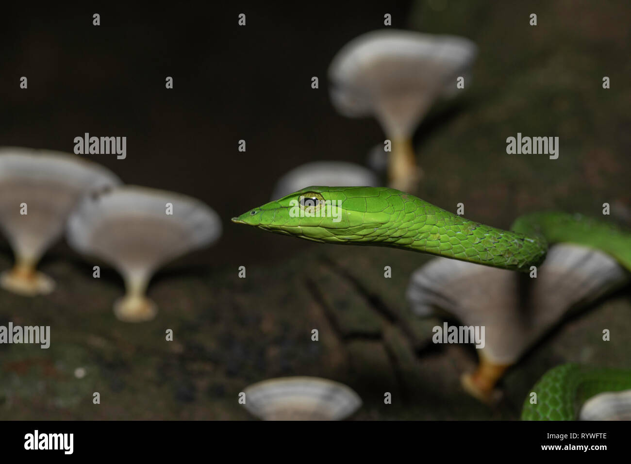 Green Vine Snake- Ahaetulla nasuta at night, Satara on tree, Maharashtra, India Stock Photo
