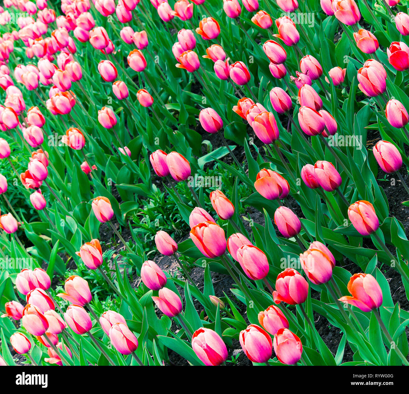Pink tulip buds hi-res stock photography and images - Alamy