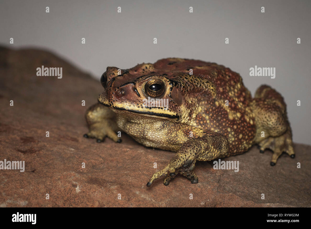 Indian Toad, Duttaphrynus melanostictus, Mulshi, Pune District, Maharashtra, India Stock Photo
