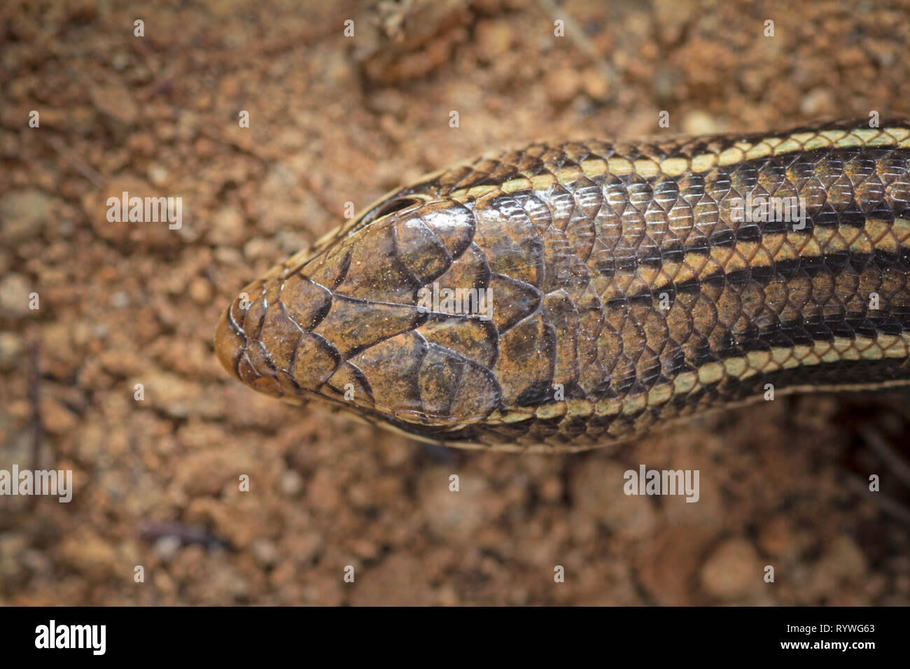 Top head view of Indian Three Banded Skink, Eutropis trivittata dorsal shot, Saswad, Pune District, Maharashtra, India Stock Photo