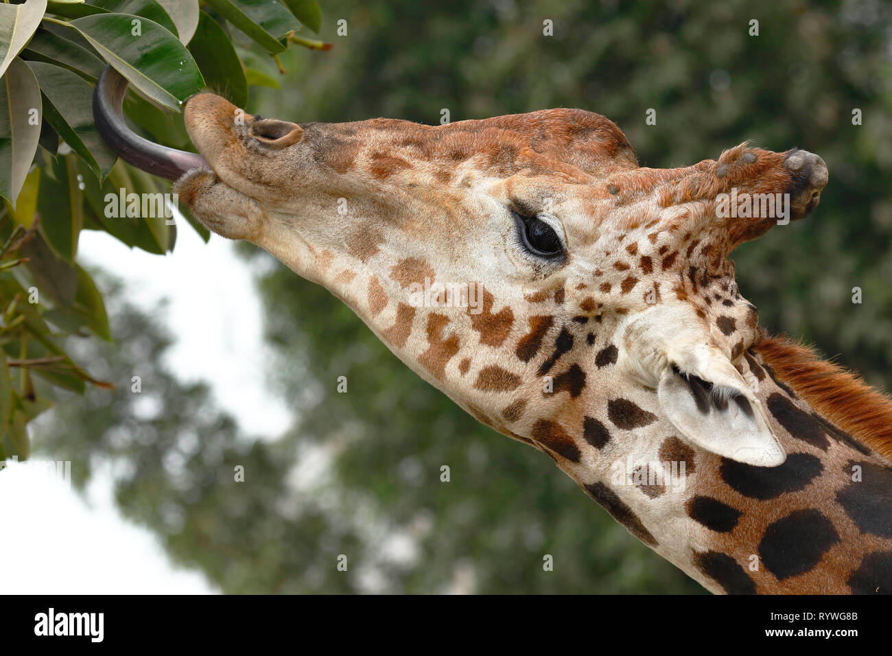 Portrait of Giraffe (Giraffa reticulata), detail of the head in a captive specimen while feeding on the leaves of a tree. Stock Photo
