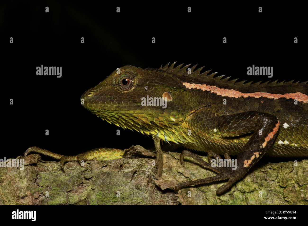 Jerdon's Forest Lizard, Calotes jerdoni, Kivikhu, Nagaland, India Stock Photo