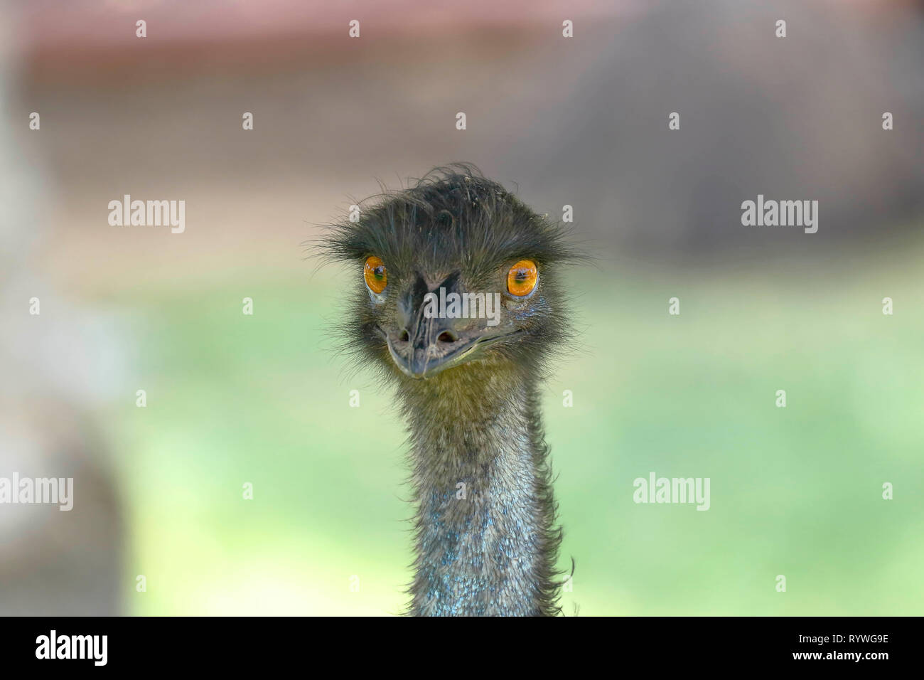 Common Emu (Dromaius novaehollandiae), head detail of an adult specimen ...