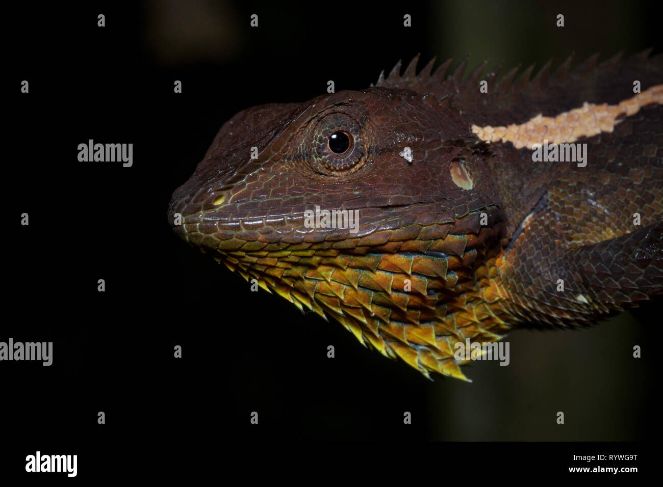 Head of Jerdon's Forest Lizard, Calotes jerdoni, Kivikhu, Nagaland, India Stock Photo
