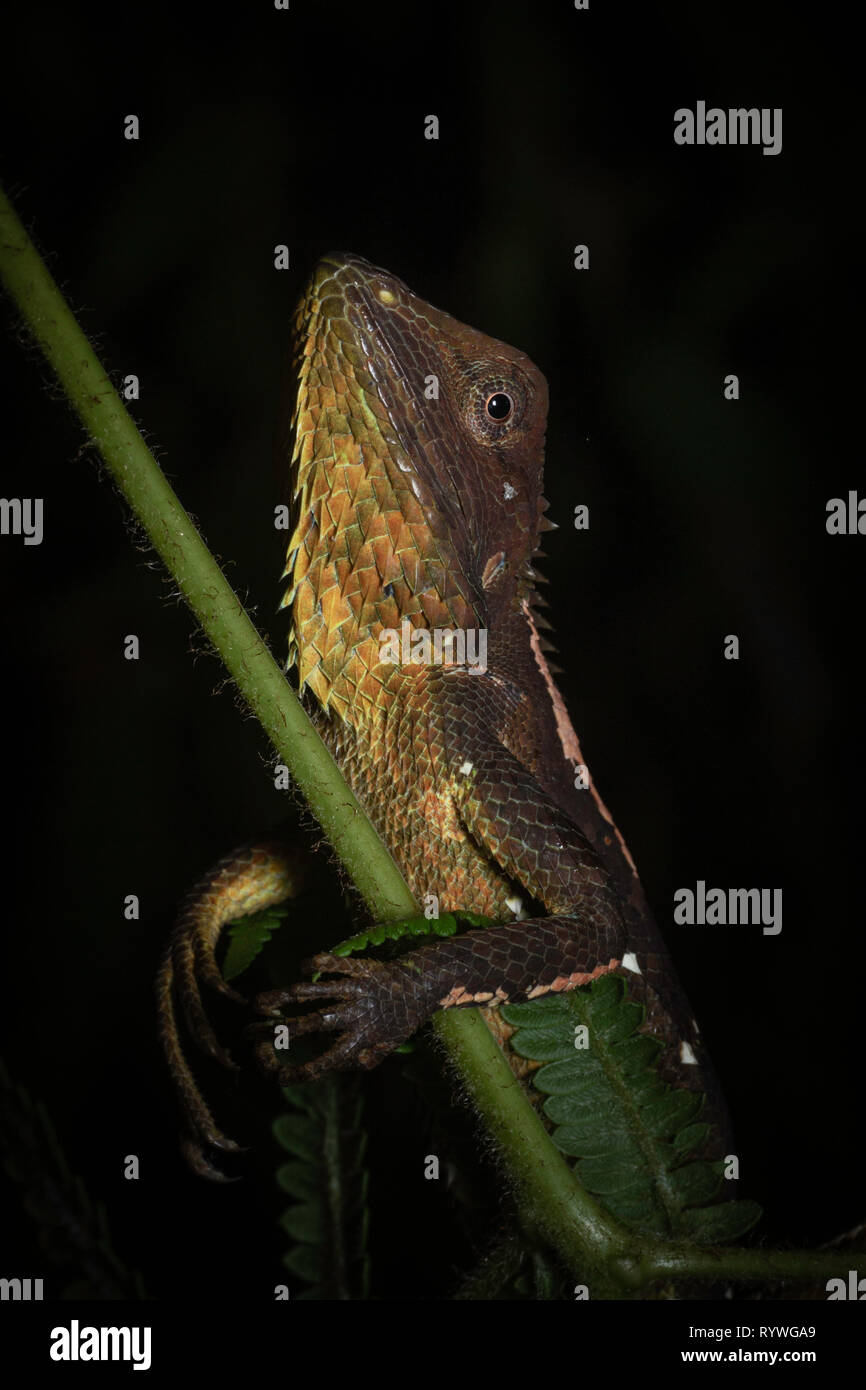 Side view of the Jerdon's Forest Lizard, Calotes jerdoni, Kivikhu, Nagaland, India Stock Photo