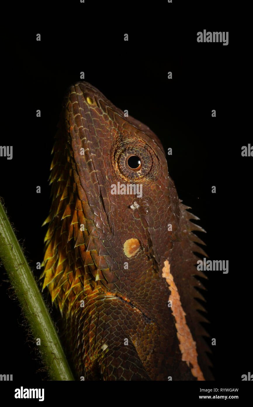 Head close-up of Jerdon's Forest Lizard, Calotes jerdoni, Kivikhu, Nagaland, India Stock Photo