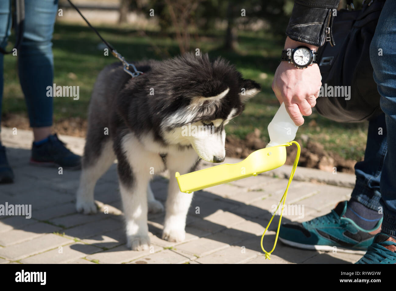 husky dog with owners walking in the spring park, drinking water Stock Photo Alamy