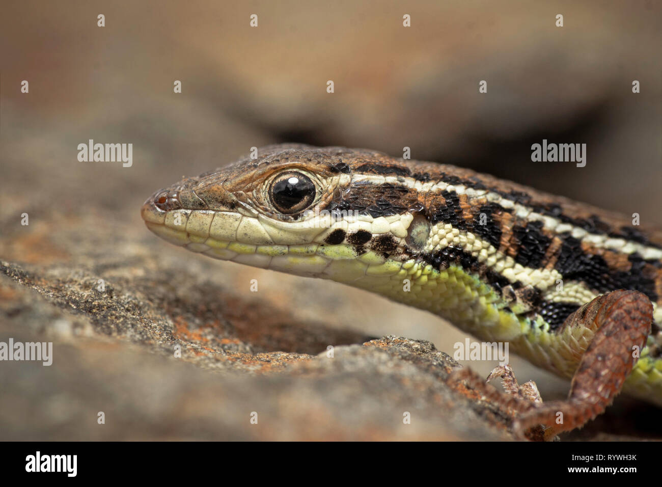 Side view of the head view of the Jerdon's Snake-eyed Lizard, Ophisops species, Saswad, Pune District, Maharashtra, India Stock Photo