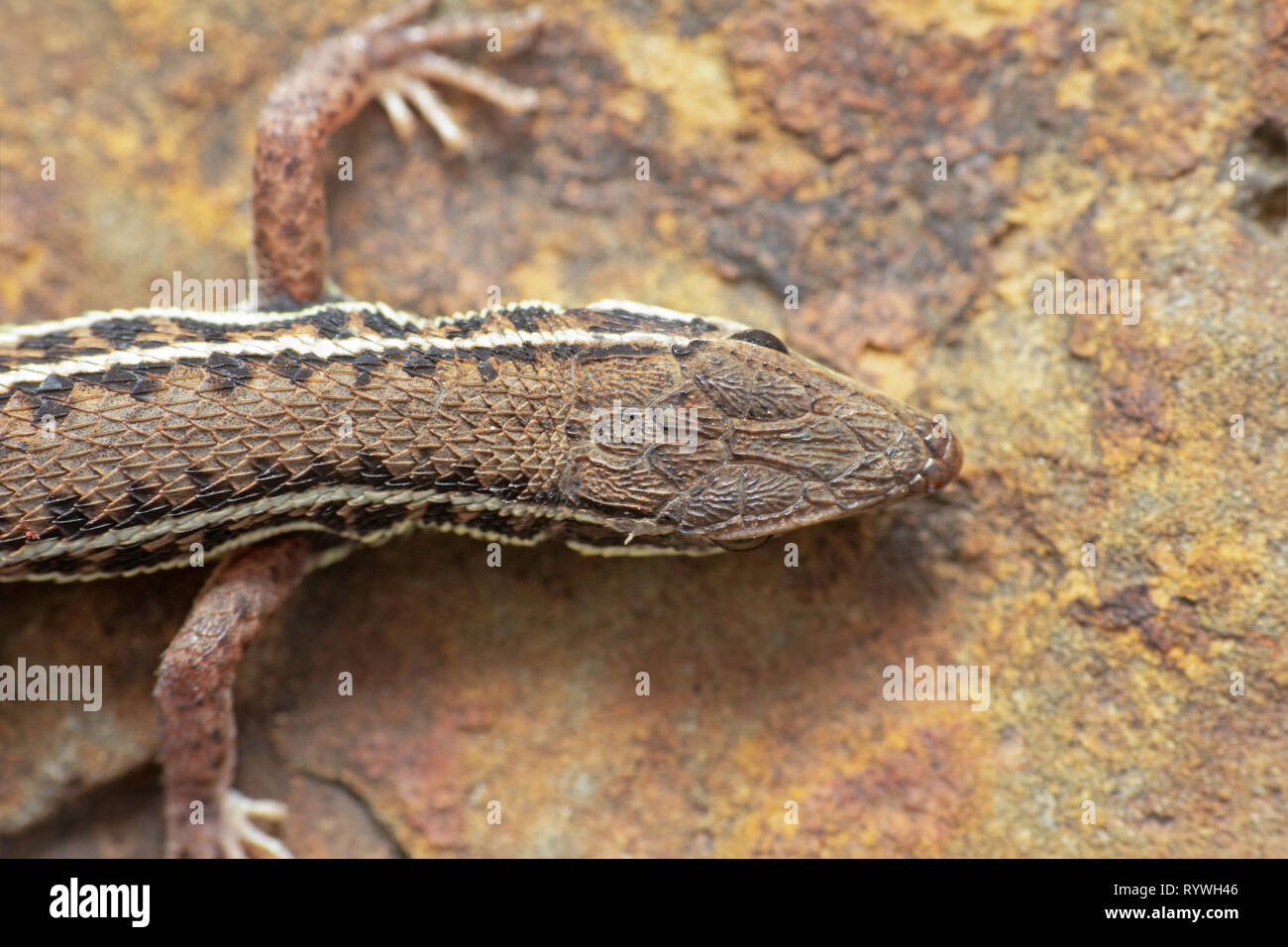 Dorsal head view of the Jerdon's Snake-eyed Lizard, Ophisops species, Saswad, Pune District, Maharashtra, India Stock Photo