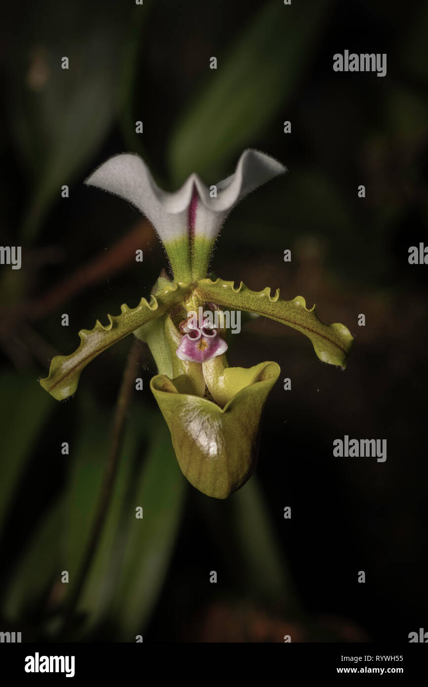 Orchid flower of Paphiopedilum spicerianum, Durgapur village, Nagaland, India Stock Photo