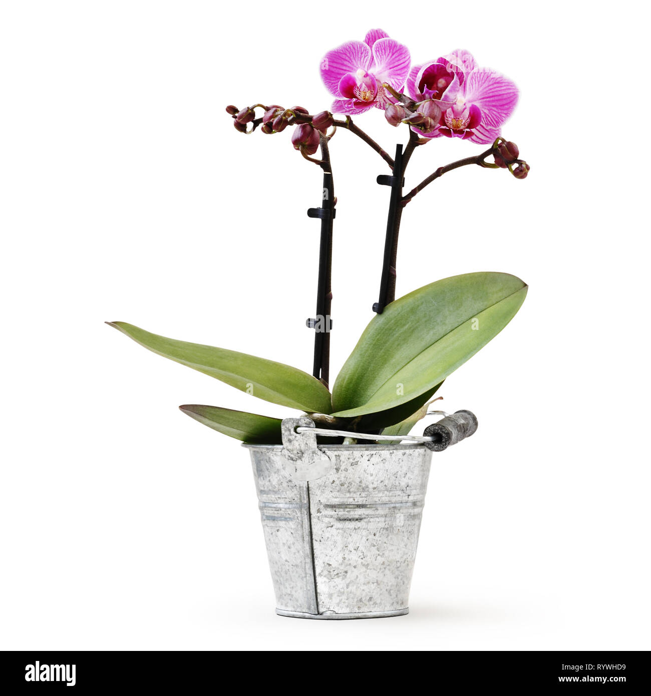 orchid flower plant in pot metal bucket isolated on white background, florist shop or gift card present concept Stock Photo