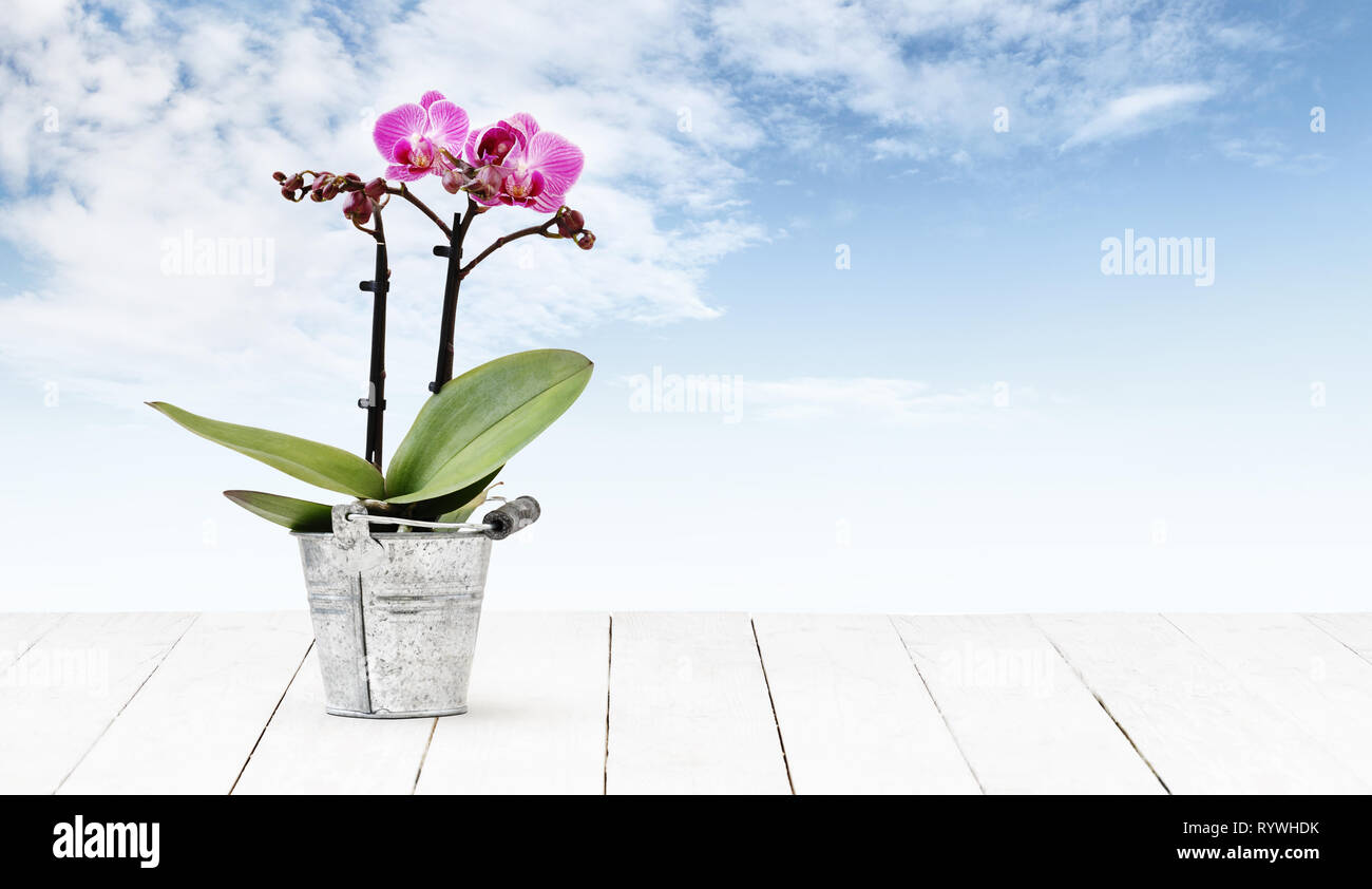 orchid flower plant in pot metal bucket isolated on wooden white table and sky background, web banner florist shop or gift card present concept Stock Photo