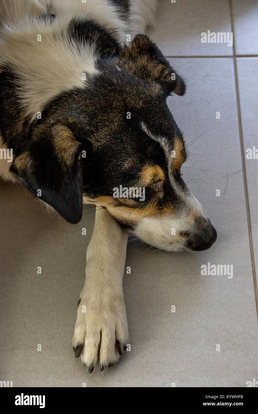 A multi-colored mixed breed dog isolated lying on a tiled floor image with copy space Stock Photo