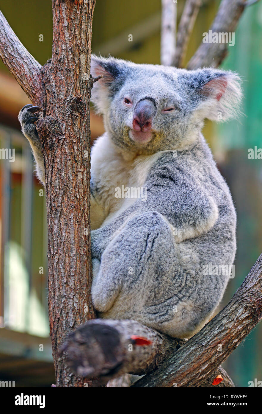 A Koala On A Eucalyptus Gum Tree In Australia Stock Photo